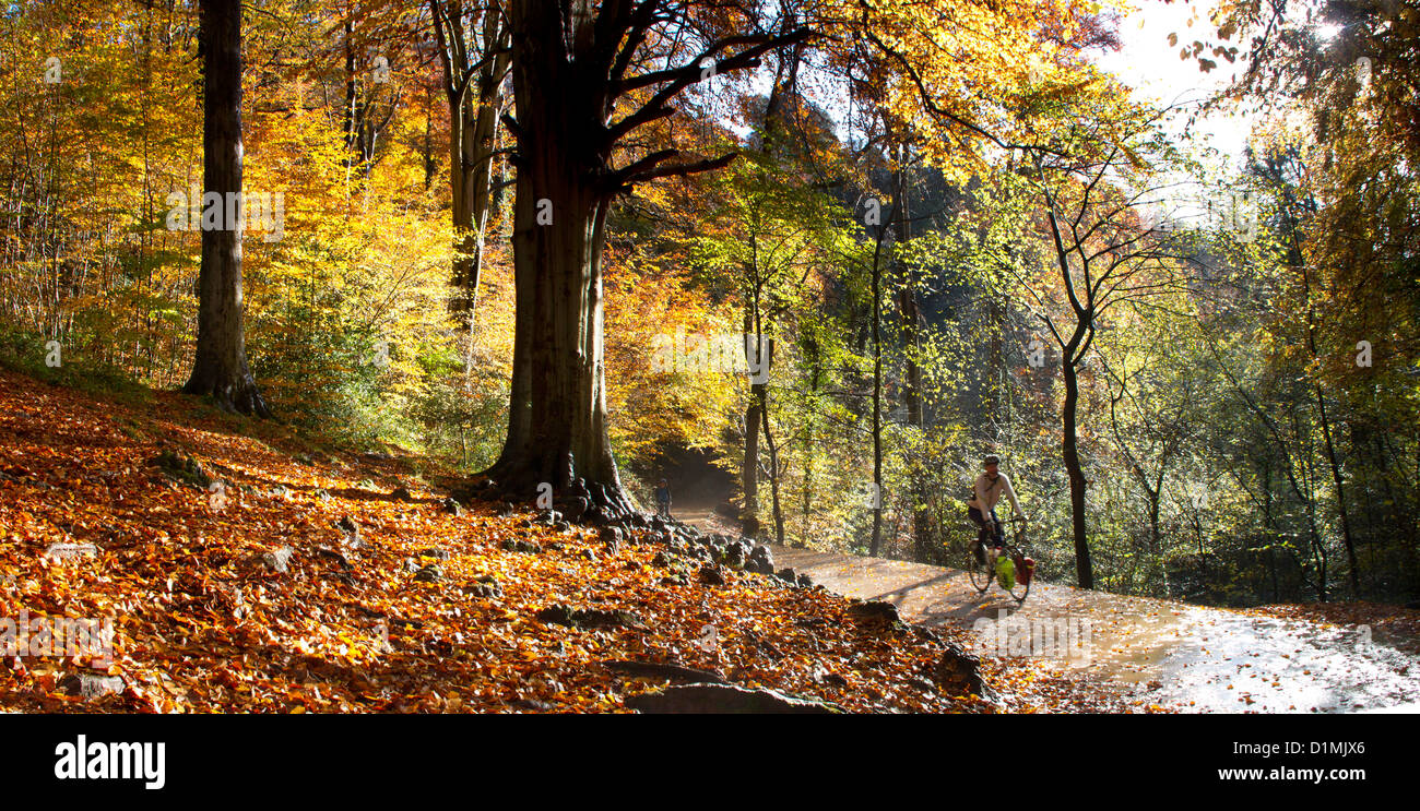 Man cycling along path in woodland. Stock Photo