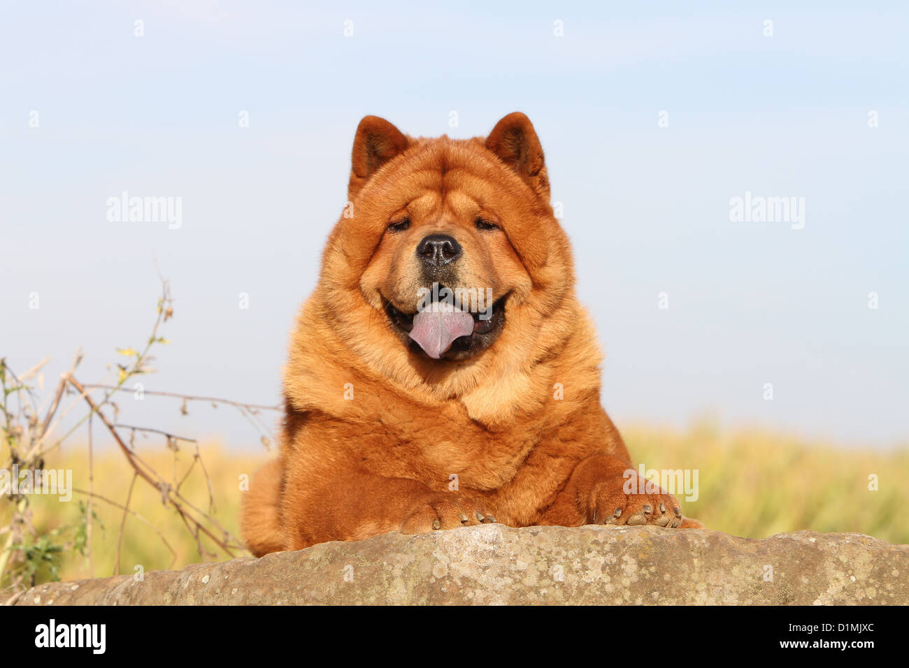 dog chow chow chow-chow adult red short hair lying on a rock Stock Photo