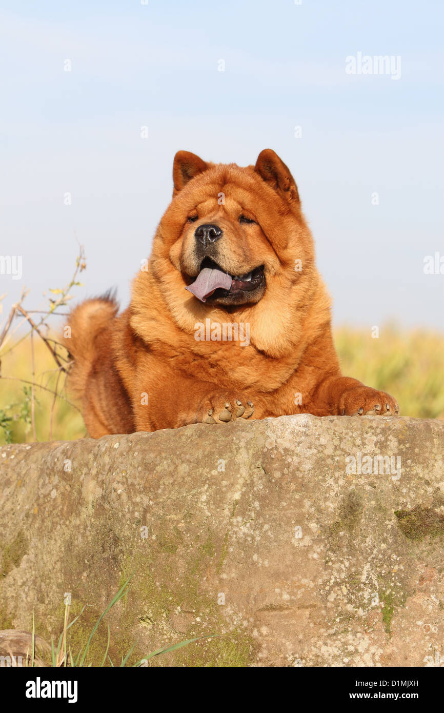 dog chow chow chow-chow adult red short hair lying on a rock Stock Photo -  Alamy