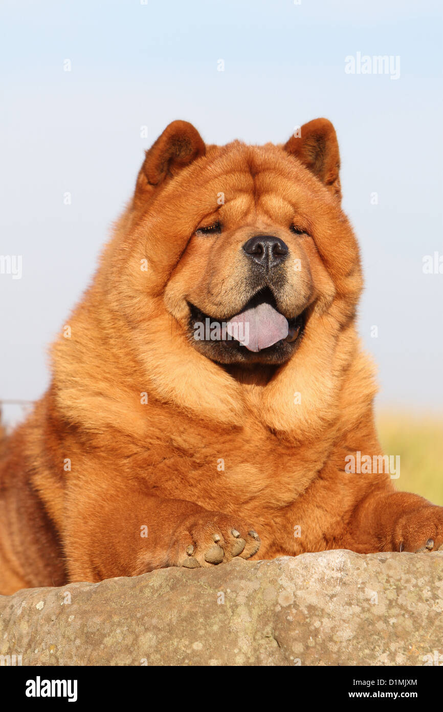 dog chow chow chow-chow adult red short hair lying on a rock Stock Photo