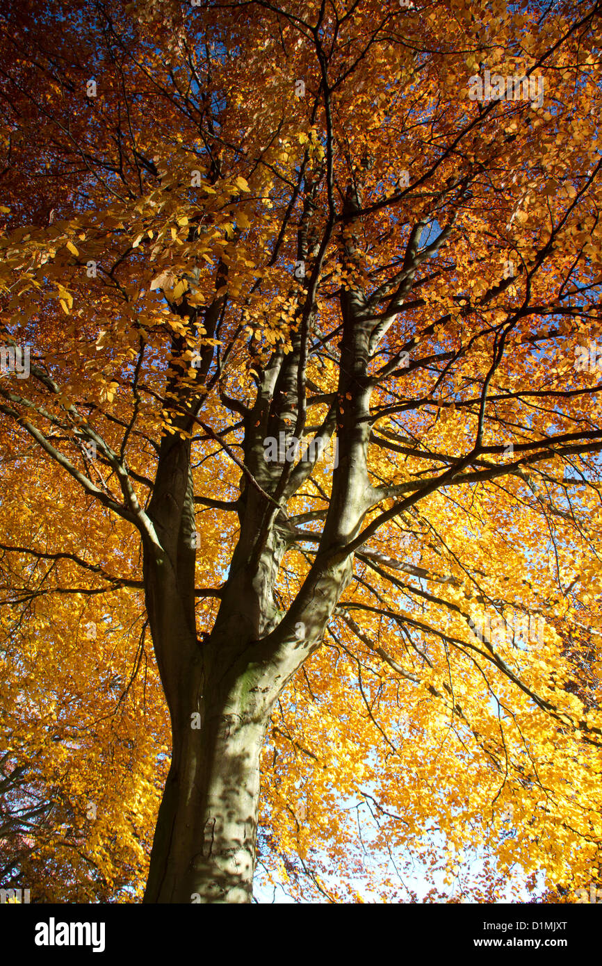 Beech tree with autumn colours Stock Photo