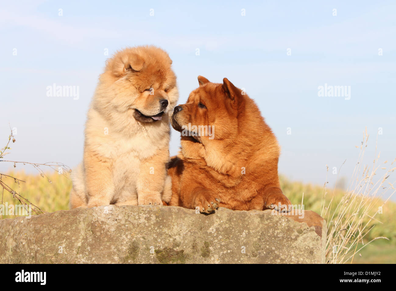 dog chow chow chow-chow adult and puppy red on a rock cuddly Stock Photo