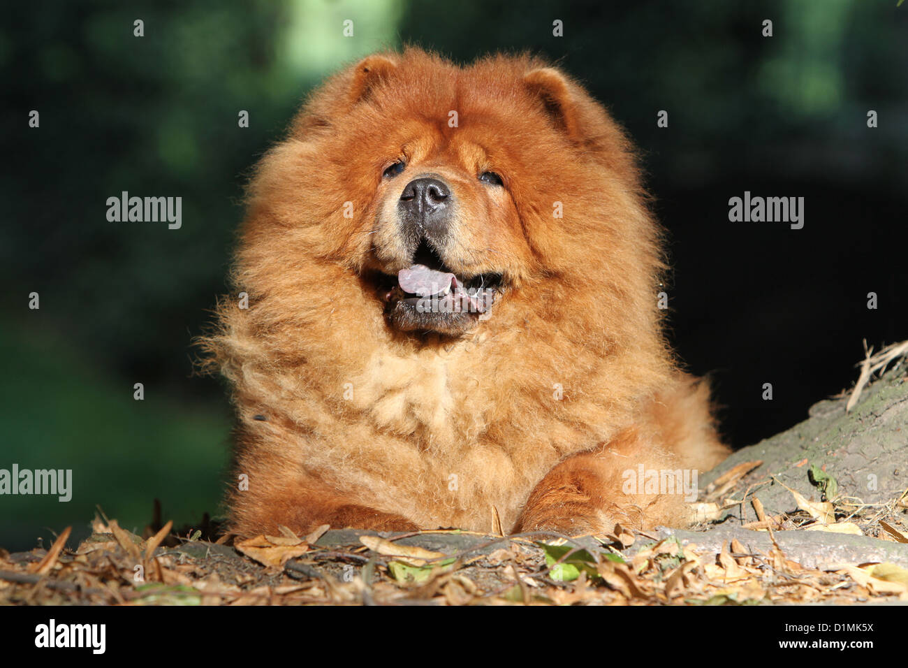 dog chow chow chow-chow adult red lying down in a forest Stock Photo