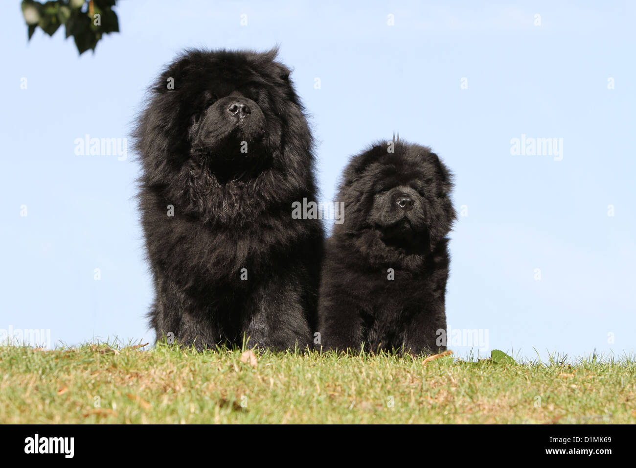 chow chow in black