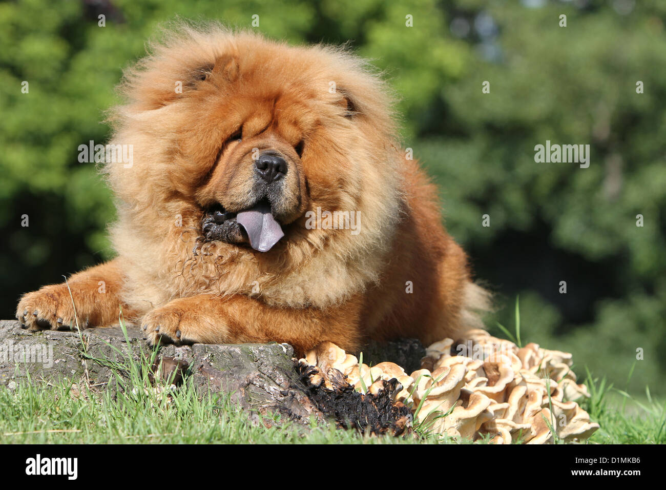 dog chow chow chow-chow adult red lying on a wood Stock Photo
