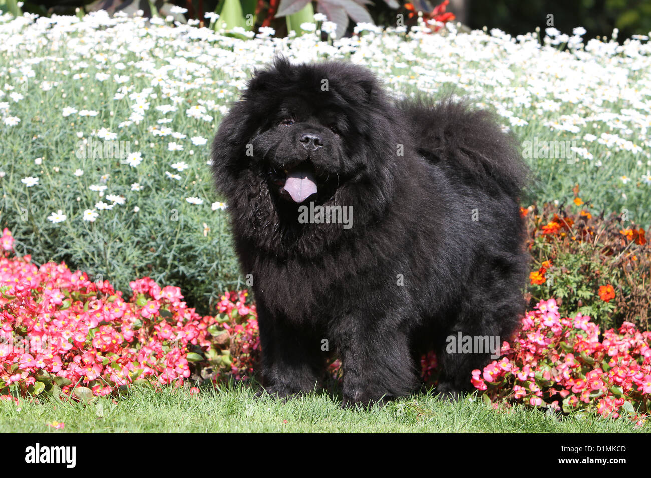Big black chow chow 2025