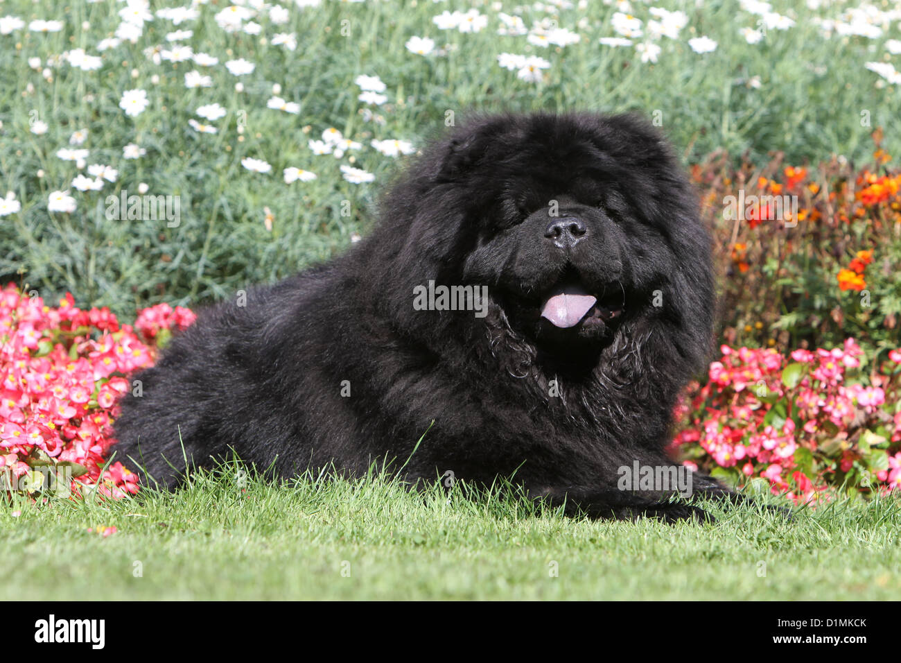 dog chow chow chow-chow adult black lying front of flowers Stock Photo