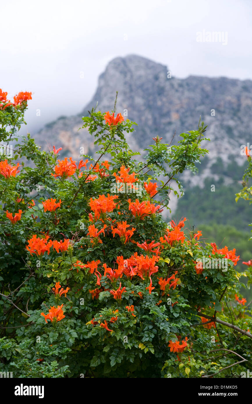 Sóller, Mallorca, Balearic Islands, Spain. Orange flowers of common trumpet creeper (Campsis radicans) beneath mountain peak. Stock Photo