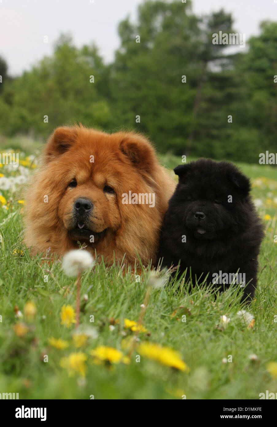 dog chow chow chow-chow adult and puppy (red and black) in a meadow Stock Photo