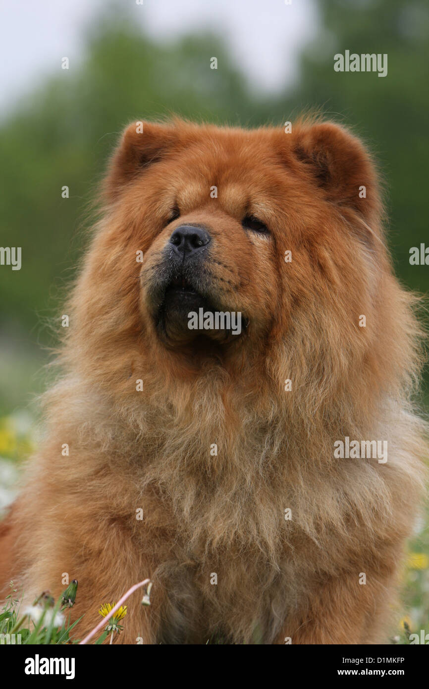 Rengør rummet Vuggeviser sikkerhed Chow chow portrait dog hi-res stock photography and images - Alamy