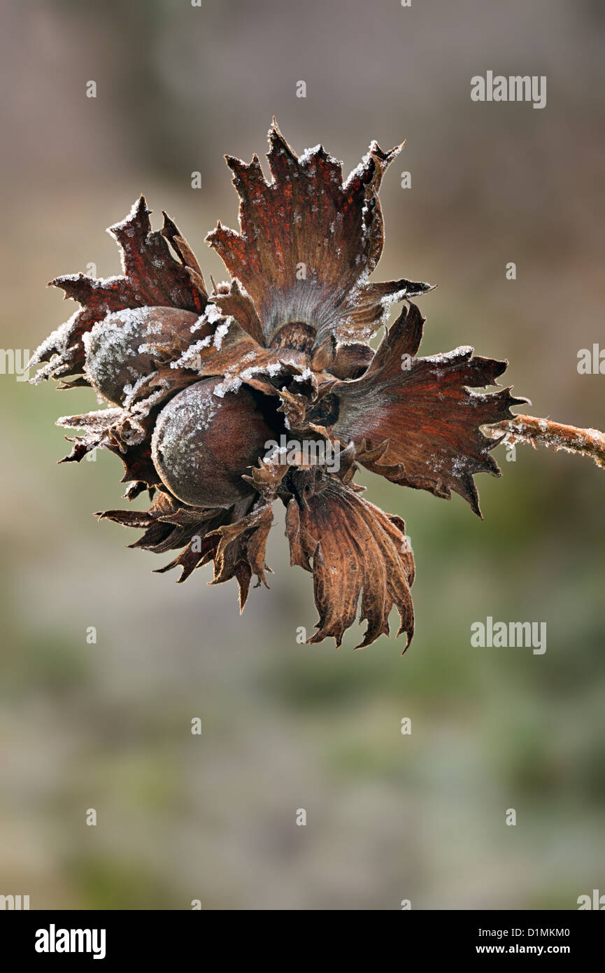 Hazel Corylus avellana nuts in winter with frost Stock Photo