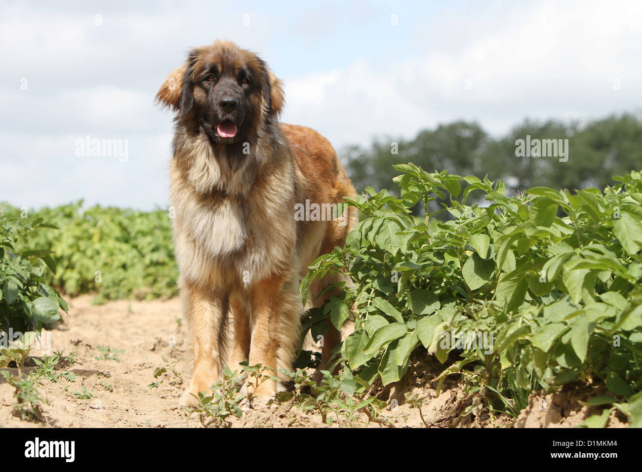 Dog Leonberger adult standing in a field Stock Photo