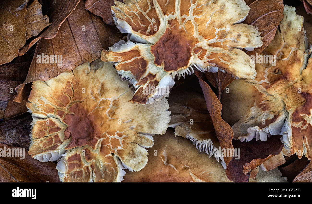 Hypholoma fasciculare sulphur tuft, sulfur tuft or clustered woodlover Stock Photo