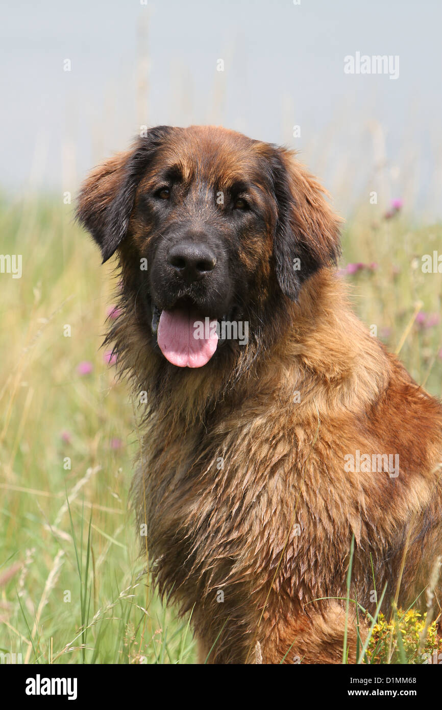 Leonberger apartment cheap