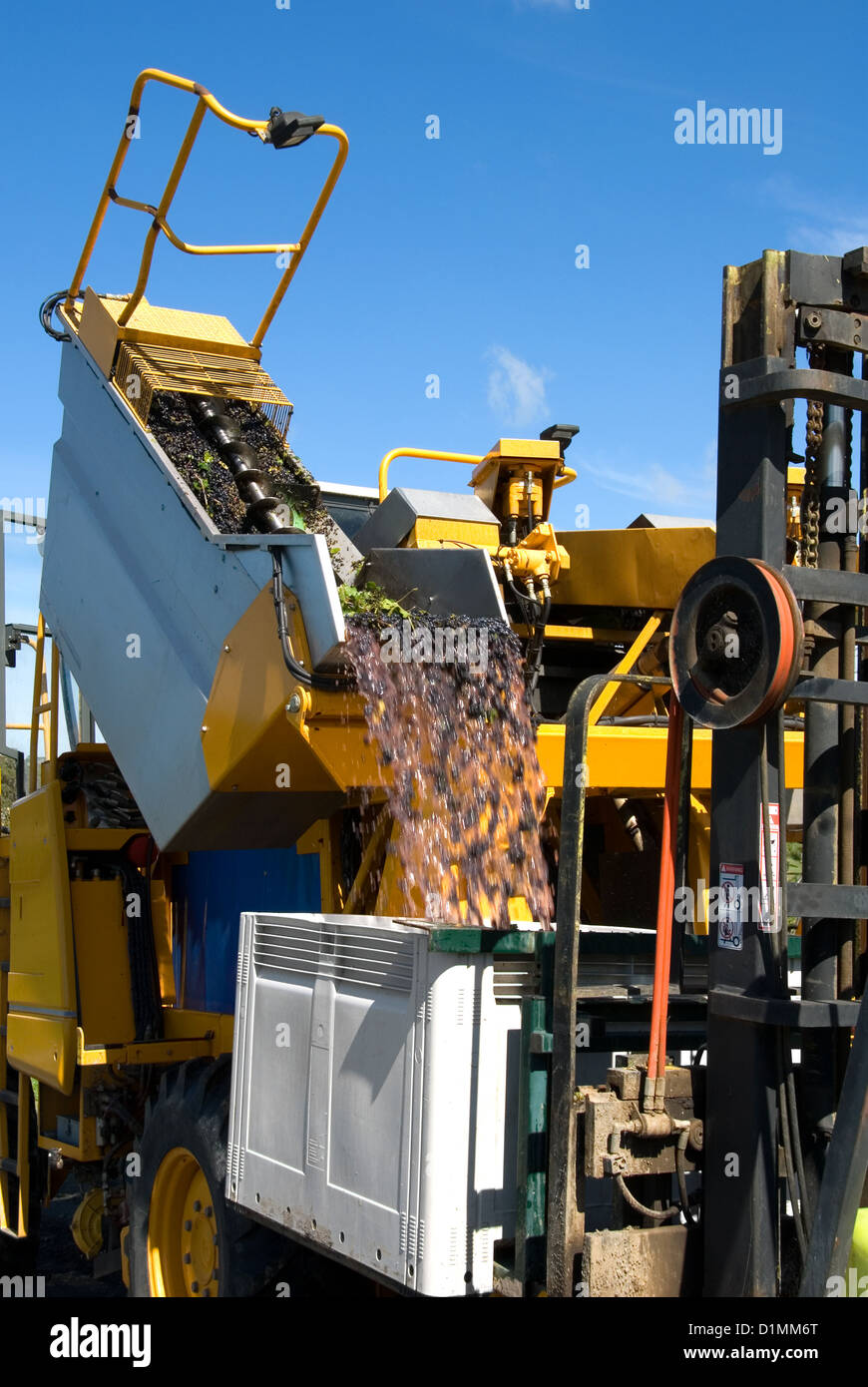 A grape harvester unloading grapes into a bin on a forklift Stock Photo