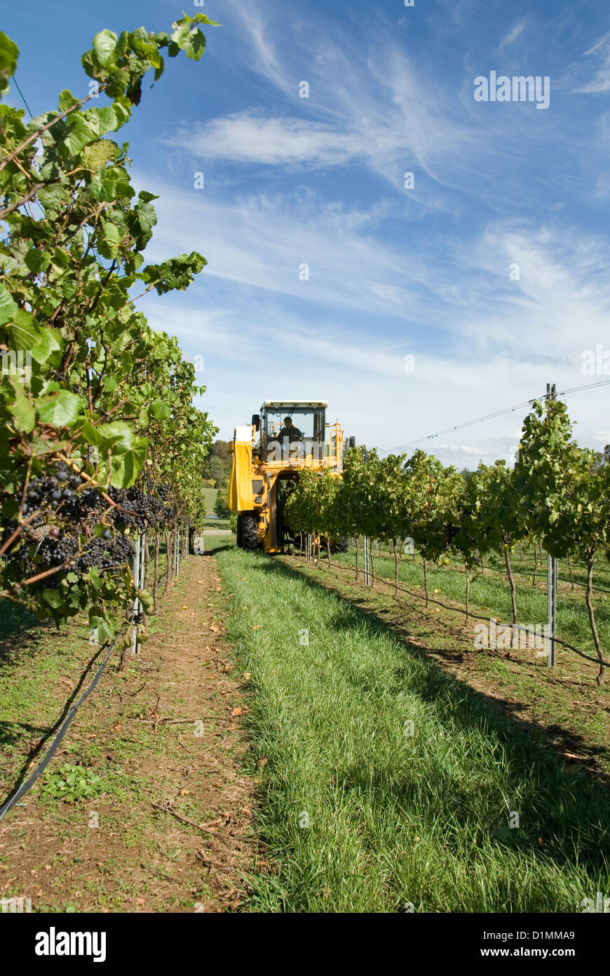 A grape harvester in a vineyard on the Southern Highlands of New South Wales, Australia Stock Photo