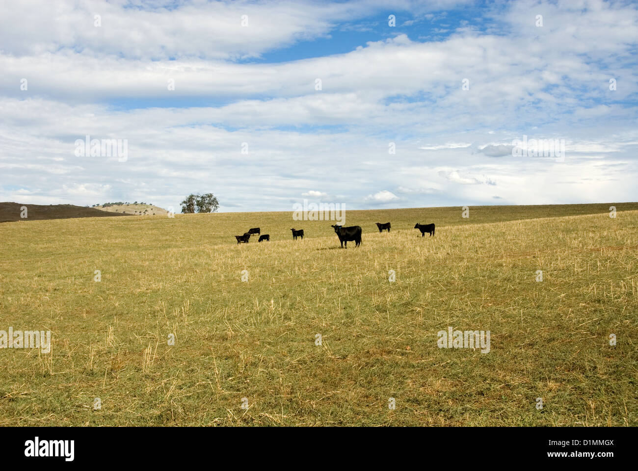 Feeding cattle australia hi-res stock photography and images - Alamy