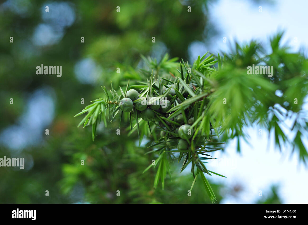 Young juniper berries hires stock photography and images Alamy
