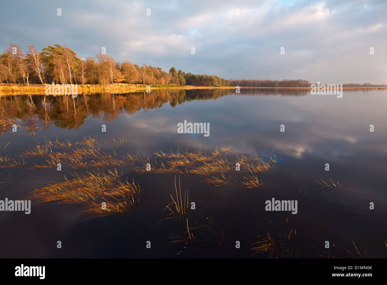 calm wild lake before the sunrise, Dwingelderveld Stock Photo - Alamy