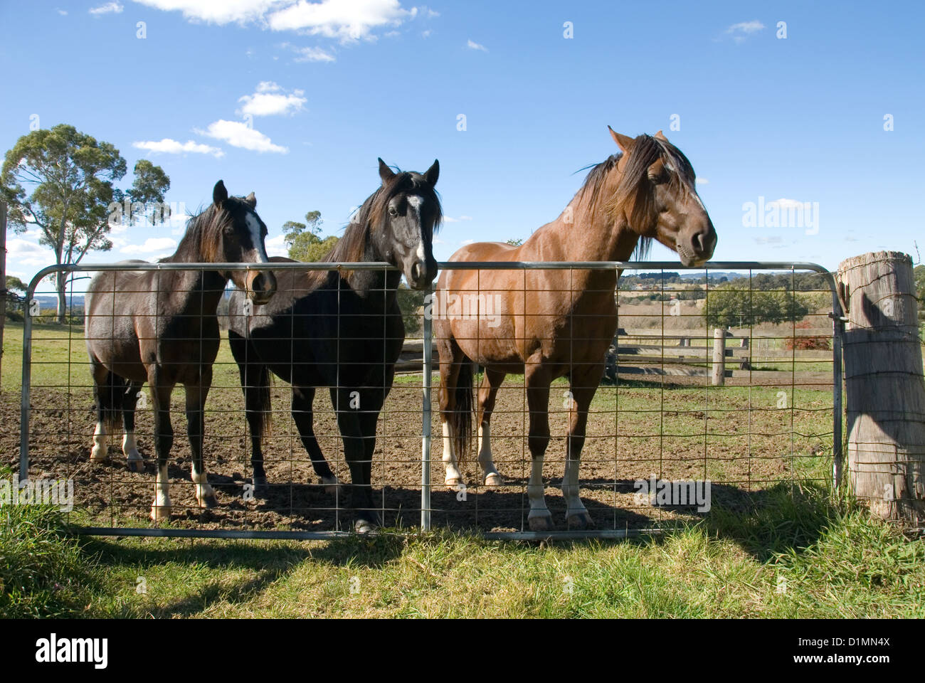 Three horses standing near a gate on a country farm Stock Photo