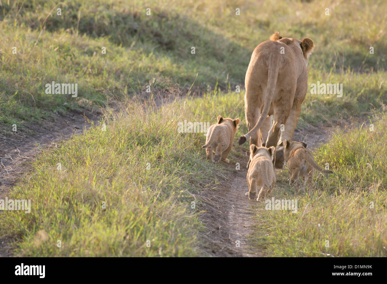 Lioness walking with her cubs who follow her Stock Photo - Alamy