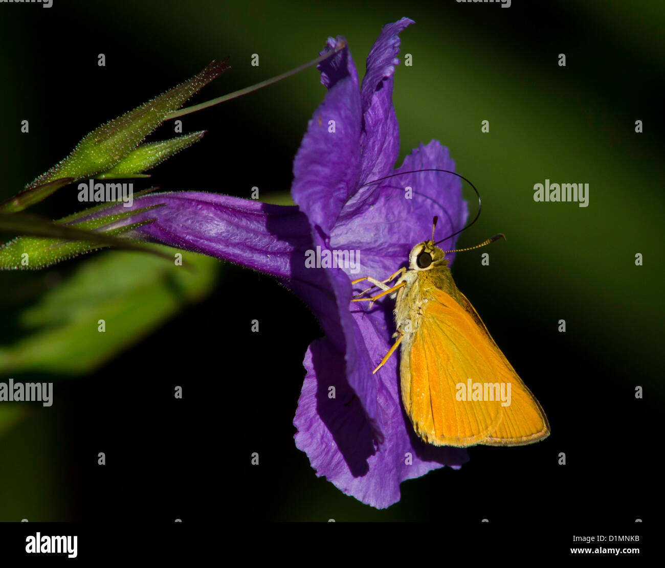 A macro of a skipper butterfly feeding from a mexican petunia flower