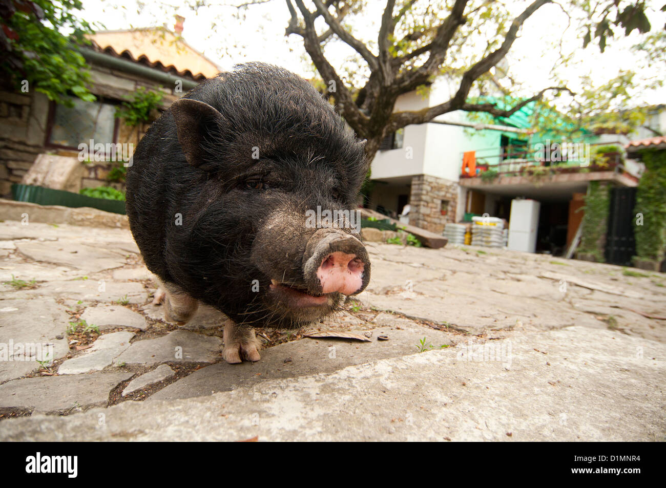Little Vietnamese pig Stock Photo