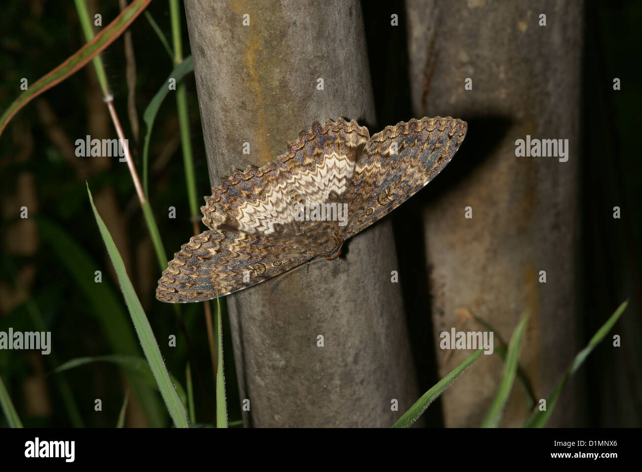 Moth with parasites Stock Photo