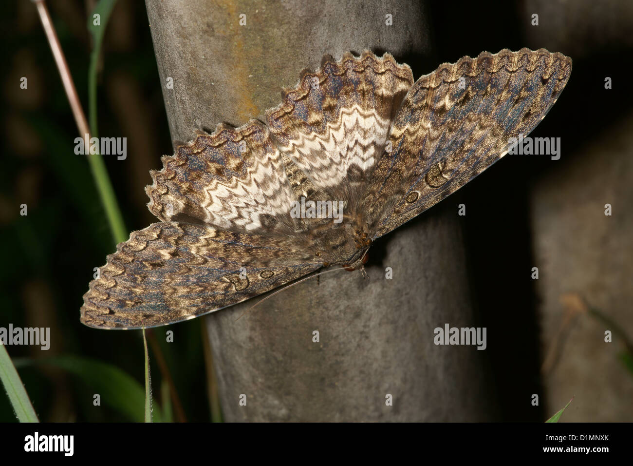 Moth on tree branch Stock Photo