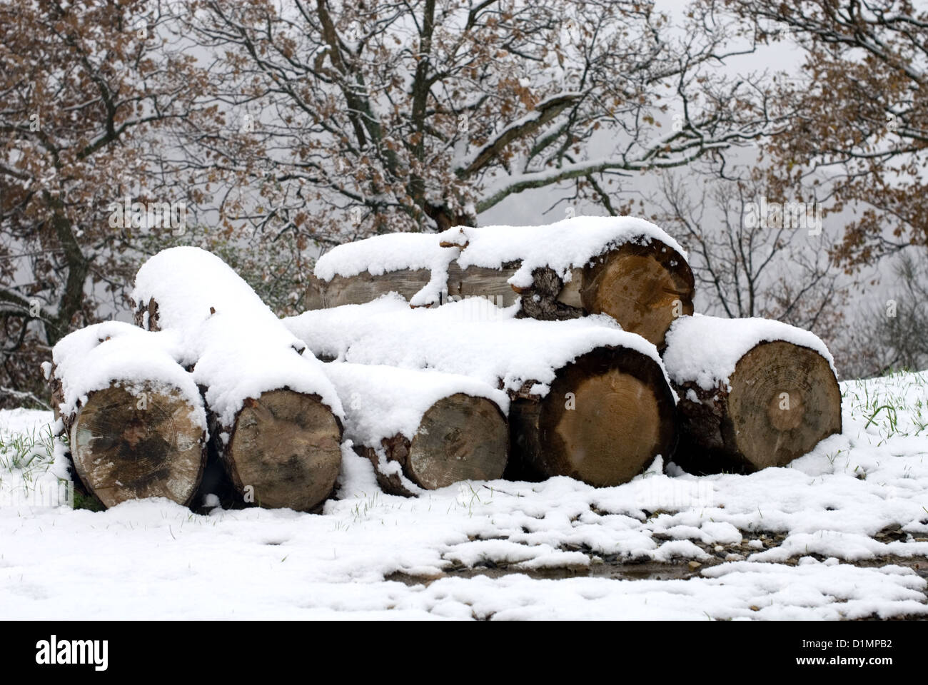 A snow-covered stack of sawn logs Stock Photo