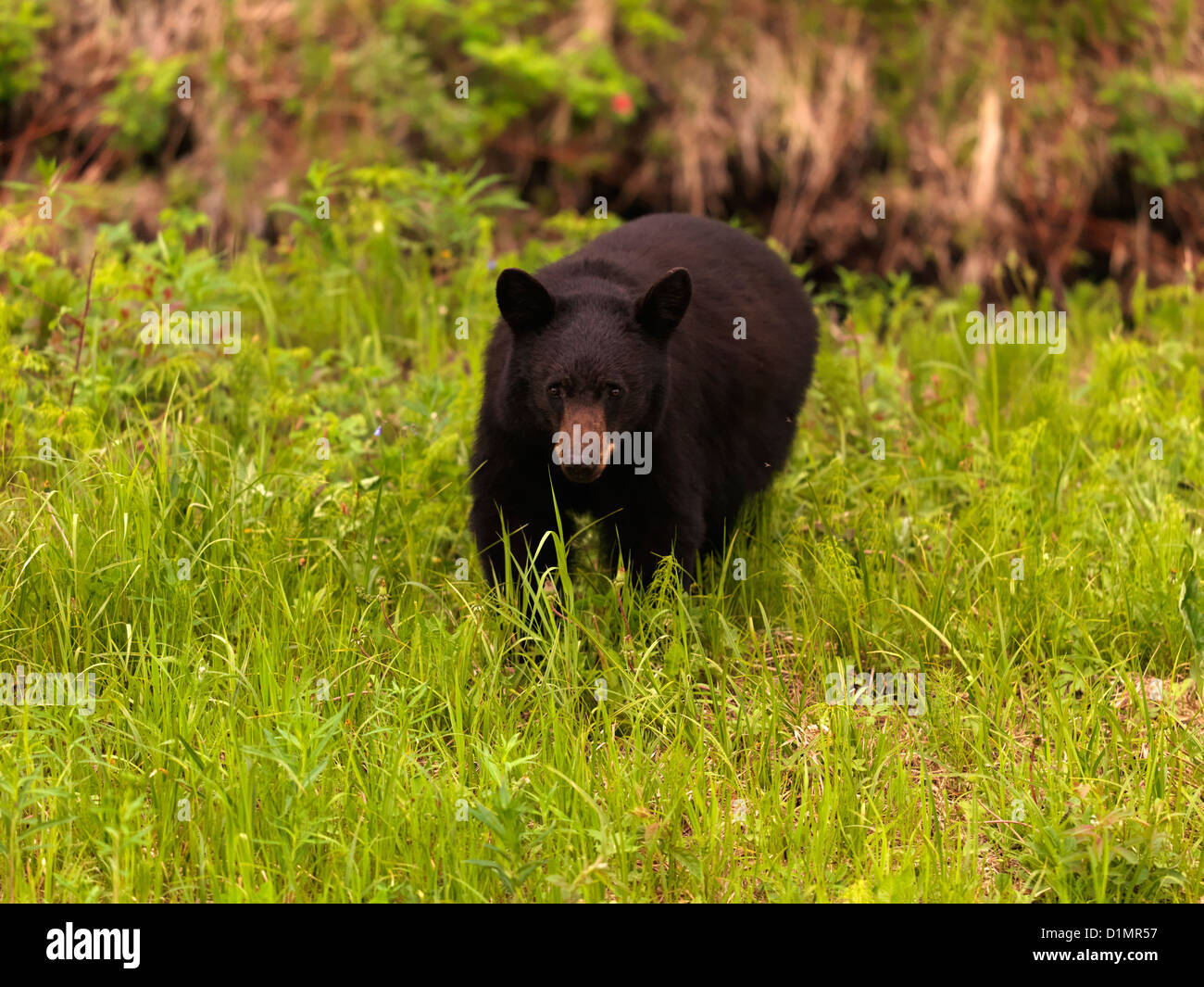 Female bear hi-res stock photography and images - Alamy