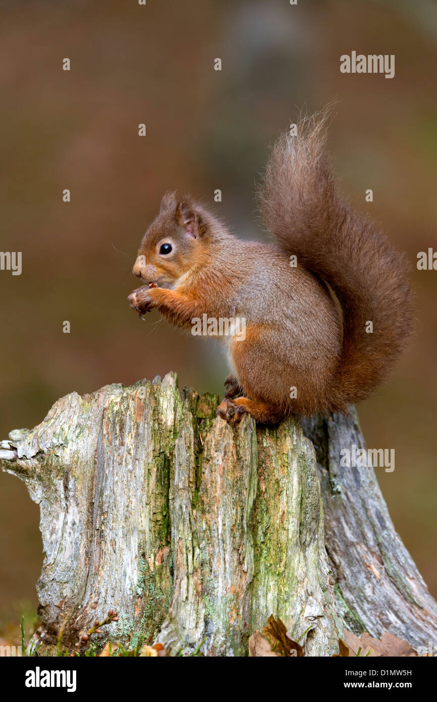 Red Squirrel Sciurus vulgaris, eating a nut, on a tree stump in the Glenmore forest, Scotland. Stock Photo
