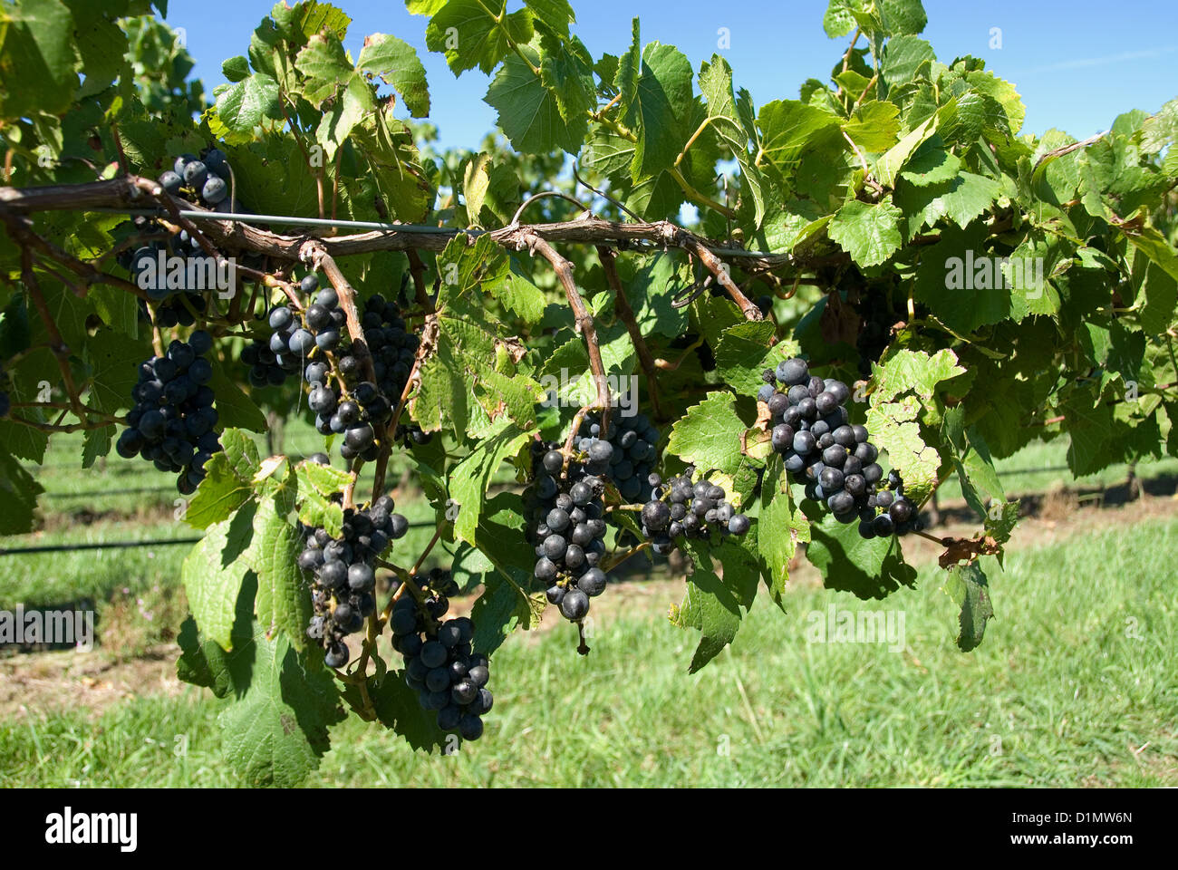 Grapes ready for harvest, growing in the vineyard, Southern Highlands