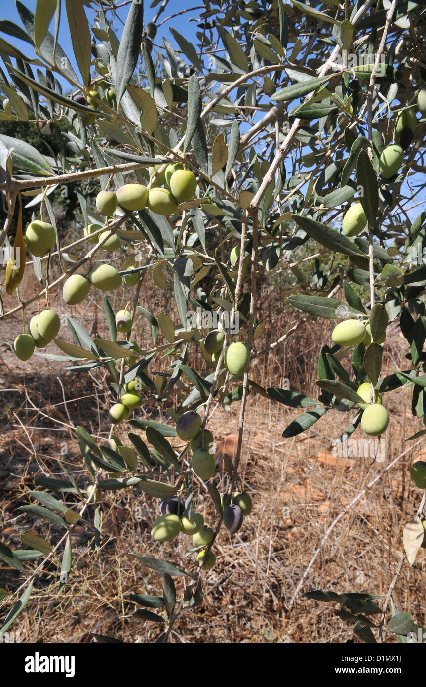 close up of olives, branches and leaves of an Olive tree Stock Photo ...