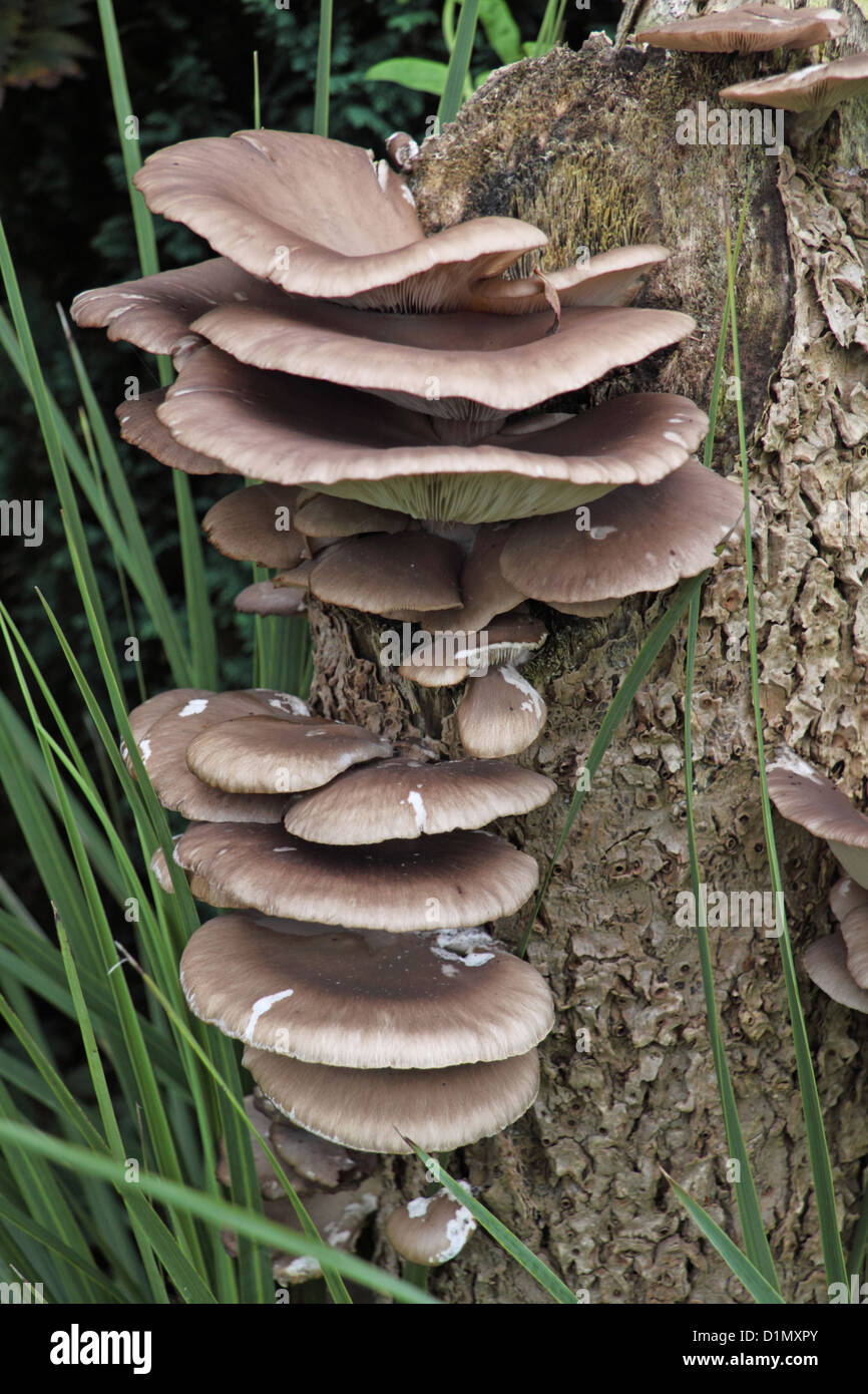 Oyster mushroom cluster (pleurotus cornucopiae) Stock Photo