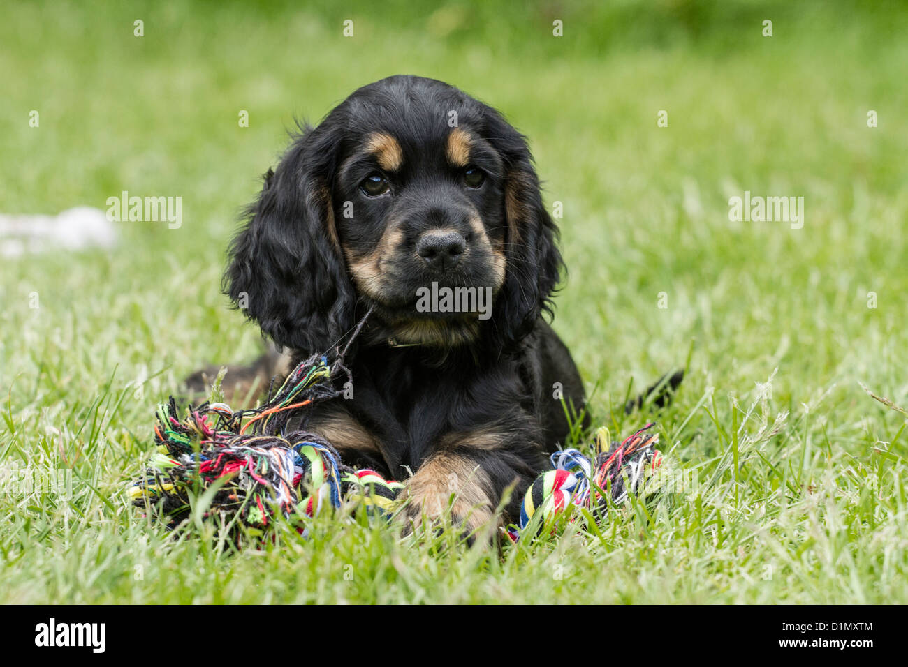 black and tan spaniel puppies