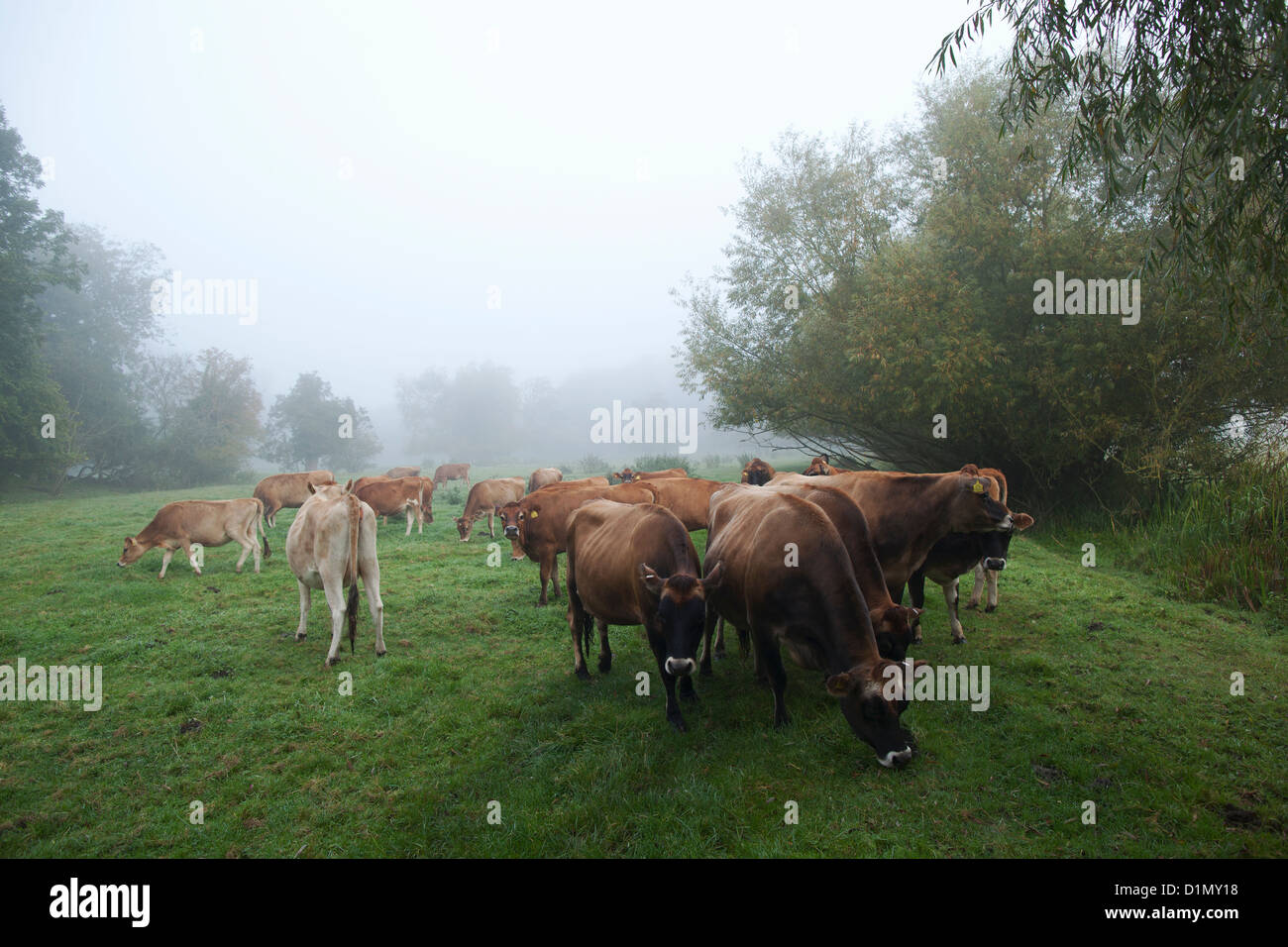brown cows grazing in green field Stock Photo