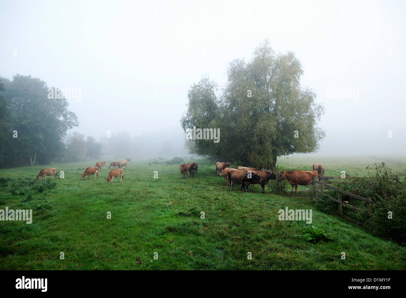 brown cows in green field Stock Photo