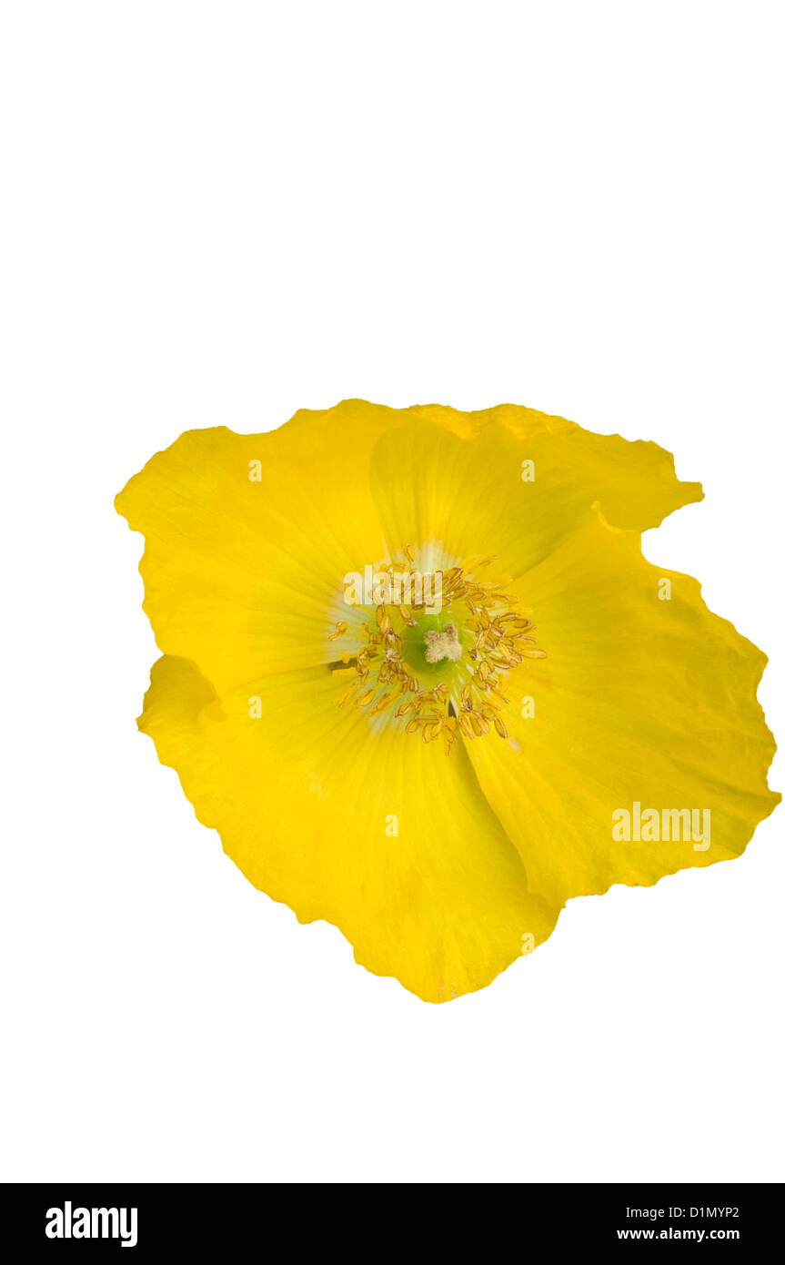 Yellow Poppy " Papaver " Stock Photo