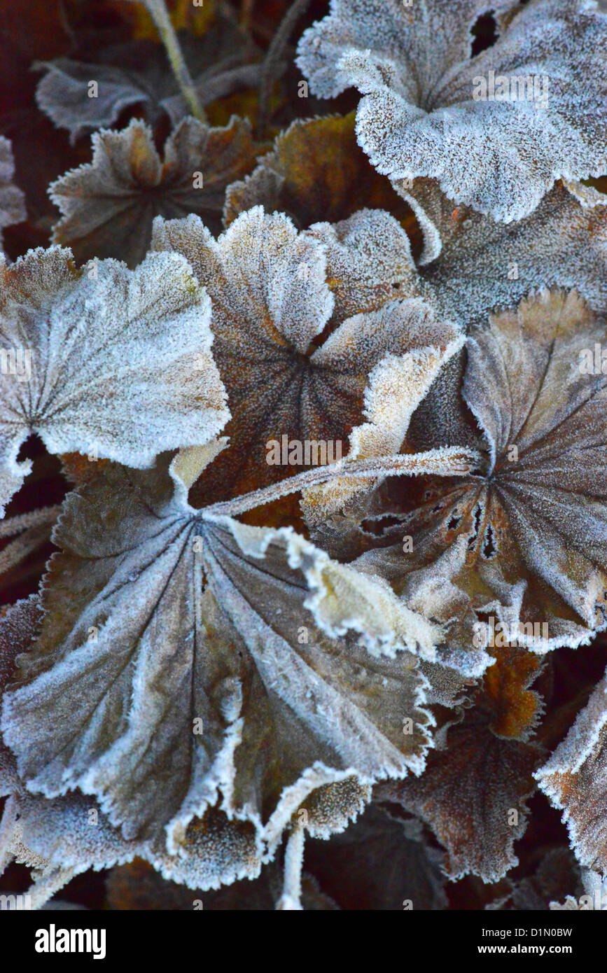 Lady's Mantle Alchemilla mollis after frost Stock Photo