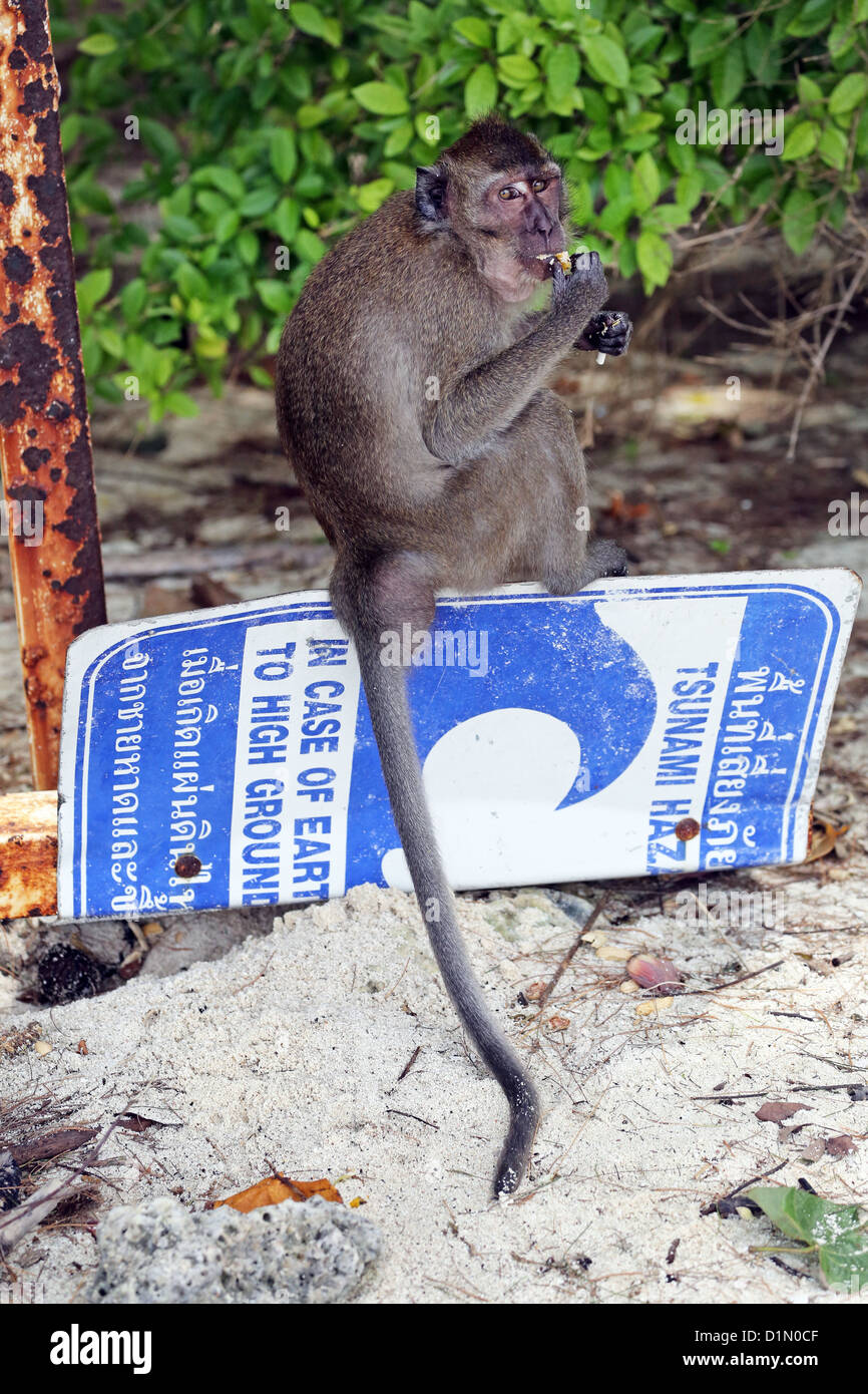 Monkey on the beach at Tup Island, Krabi, Phuket, Thailand Stock Photo