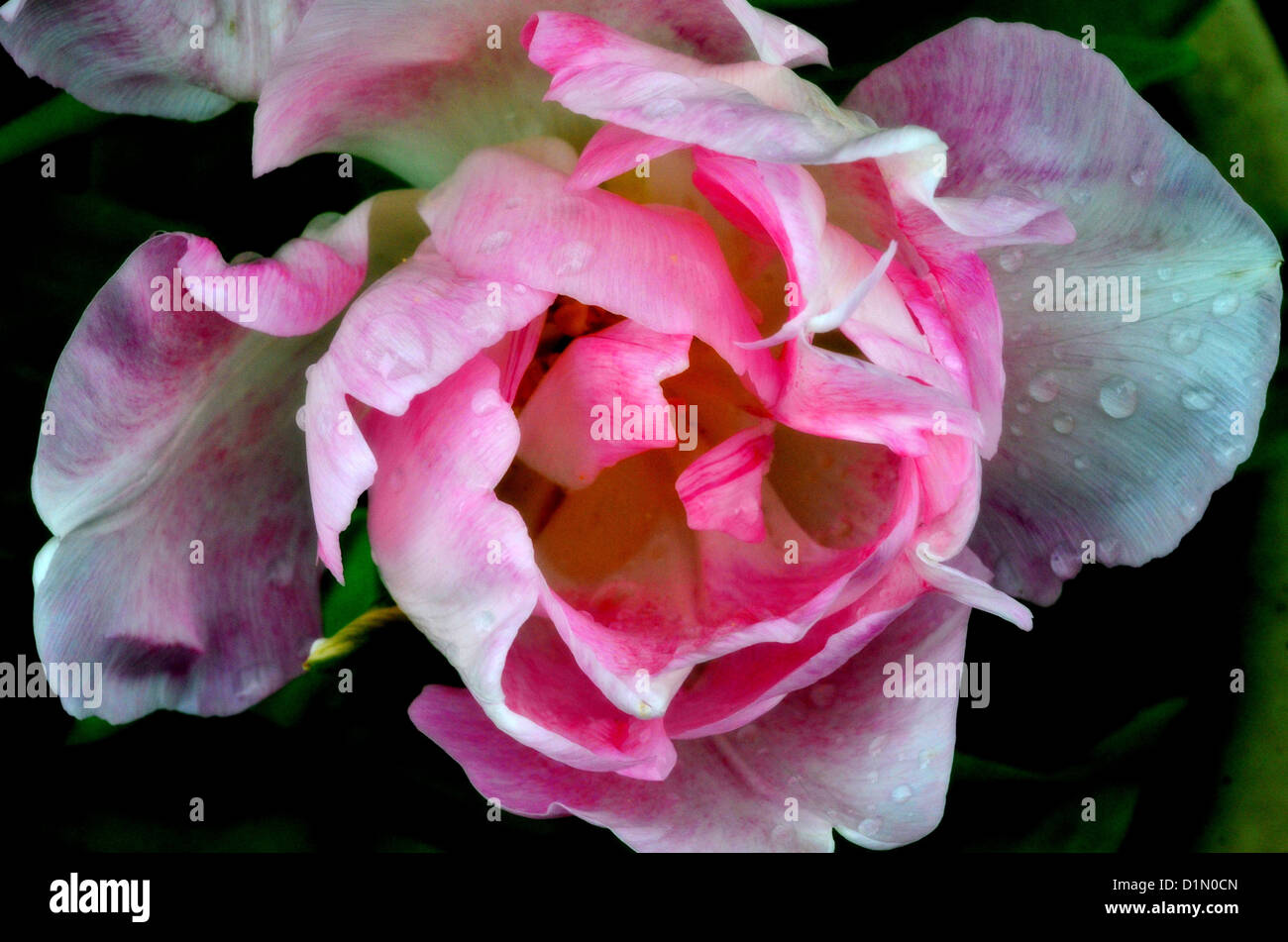 Rain images hi-res stock photography and images - Alamy