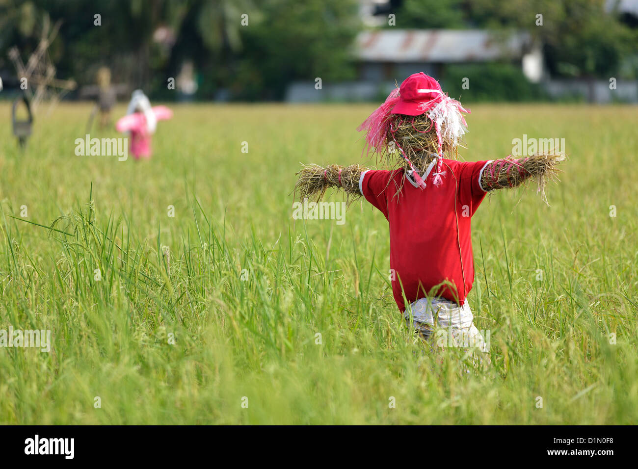 Straw scarecrow in rice field, Thailand Stock Photo