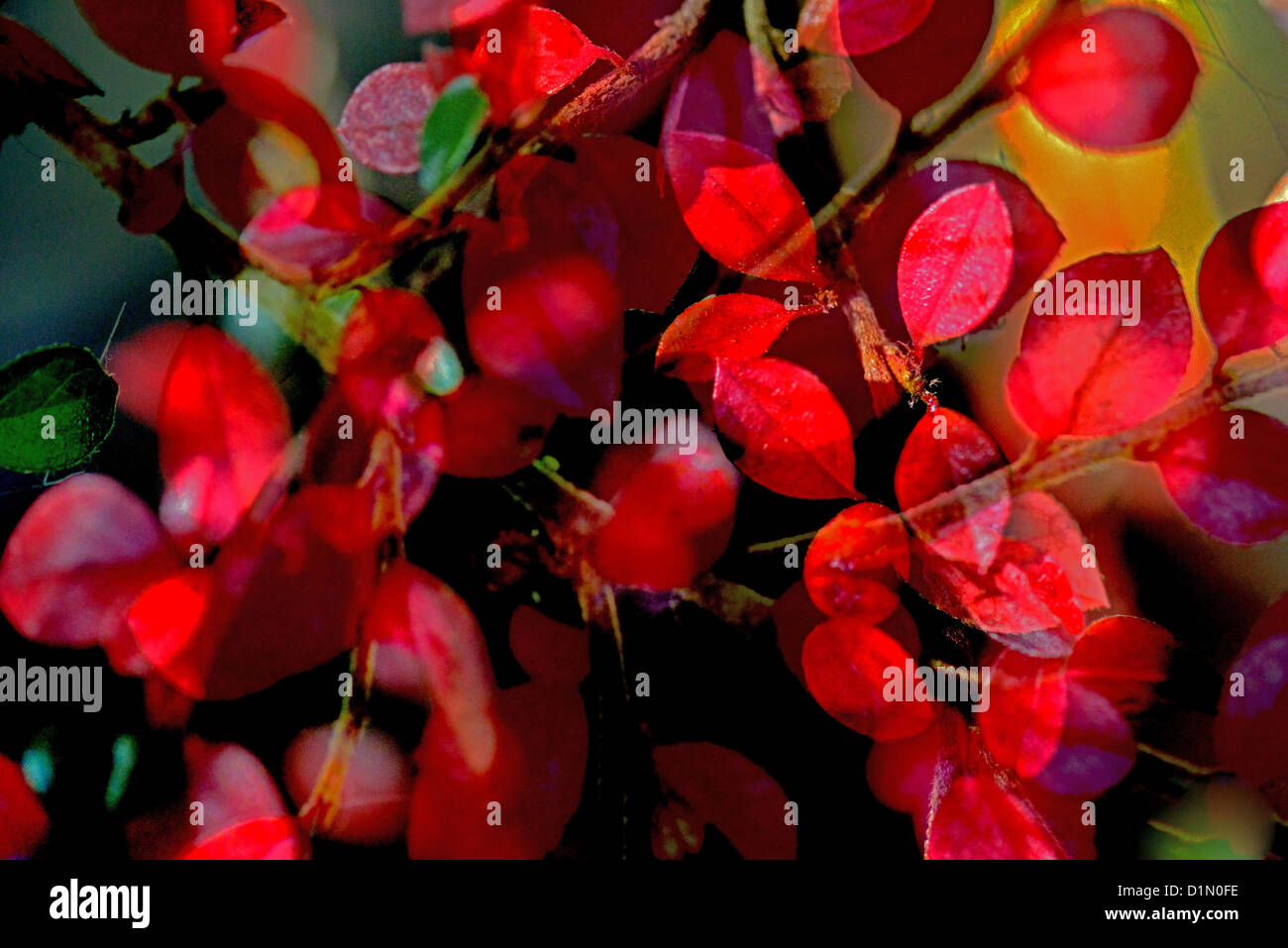 Cotoneaster in Winter, composite image Stock Photo
