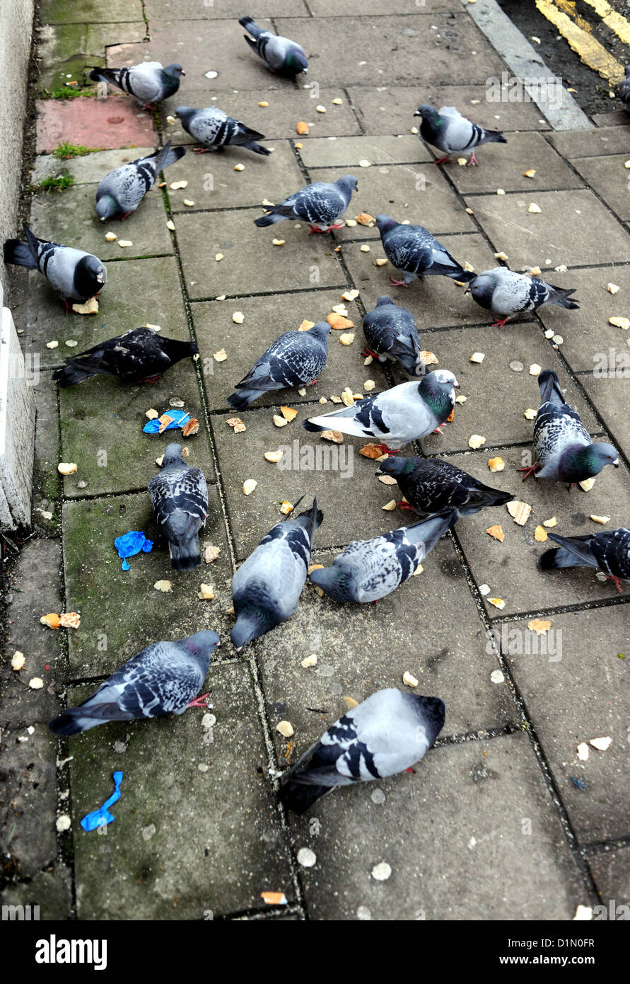 Pigeons eating stale bread on pavement UK Stock Photo Alamy