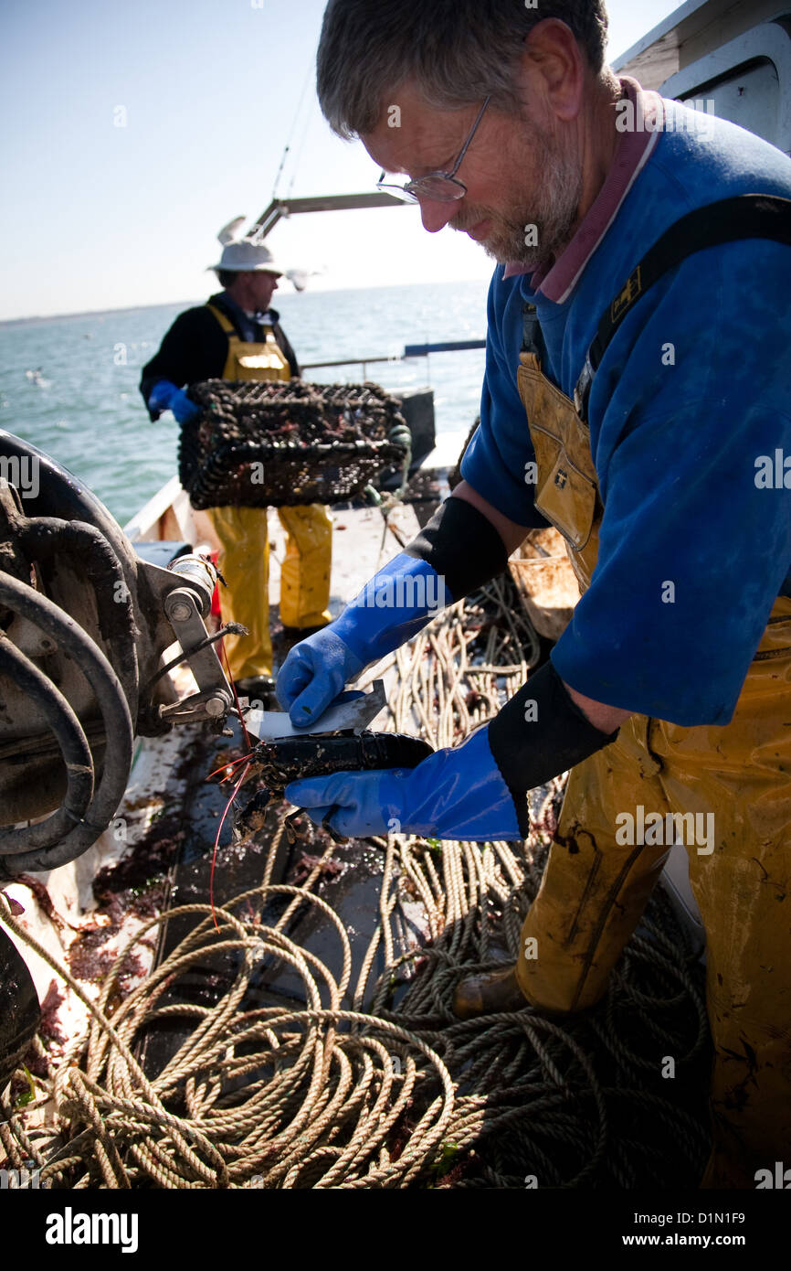 Measuring lobster hires stock photography and images Alamy