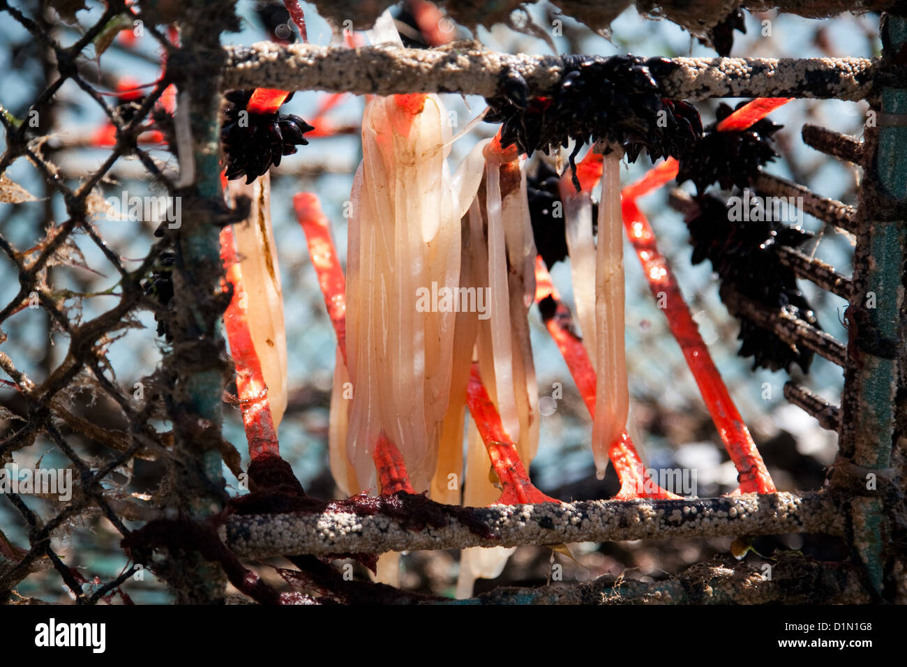 Cuttlefish pot with cuttlefish eggs and squid eggs hanging of the mesh, freshly pulled out of the sea. Stock Photo