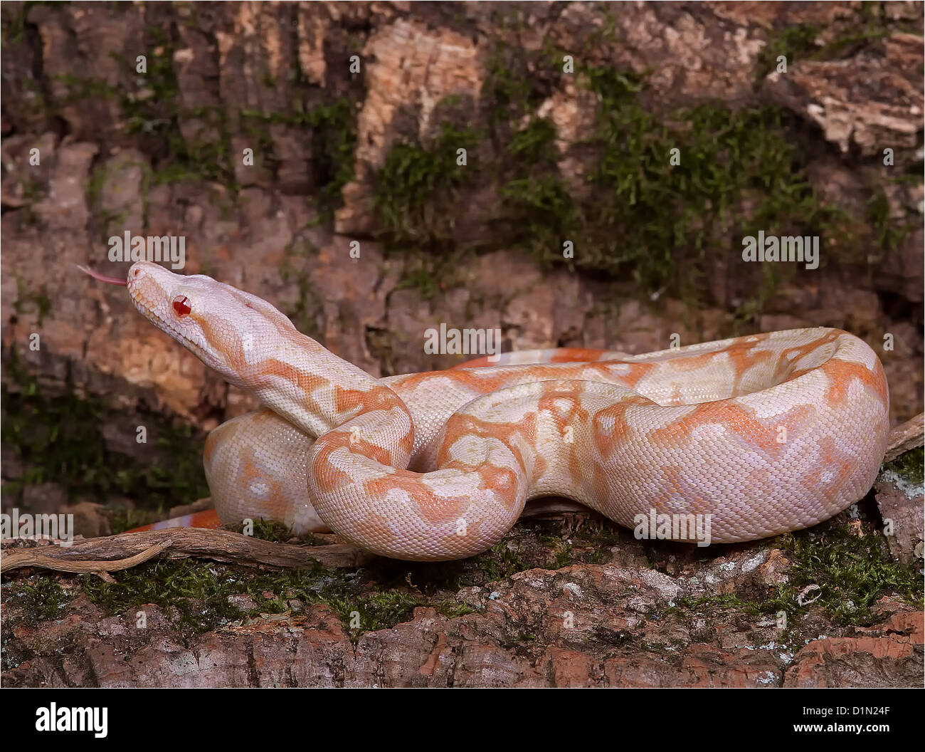 Albino Boa (Boa constrictor imperator morph) Stock Photo