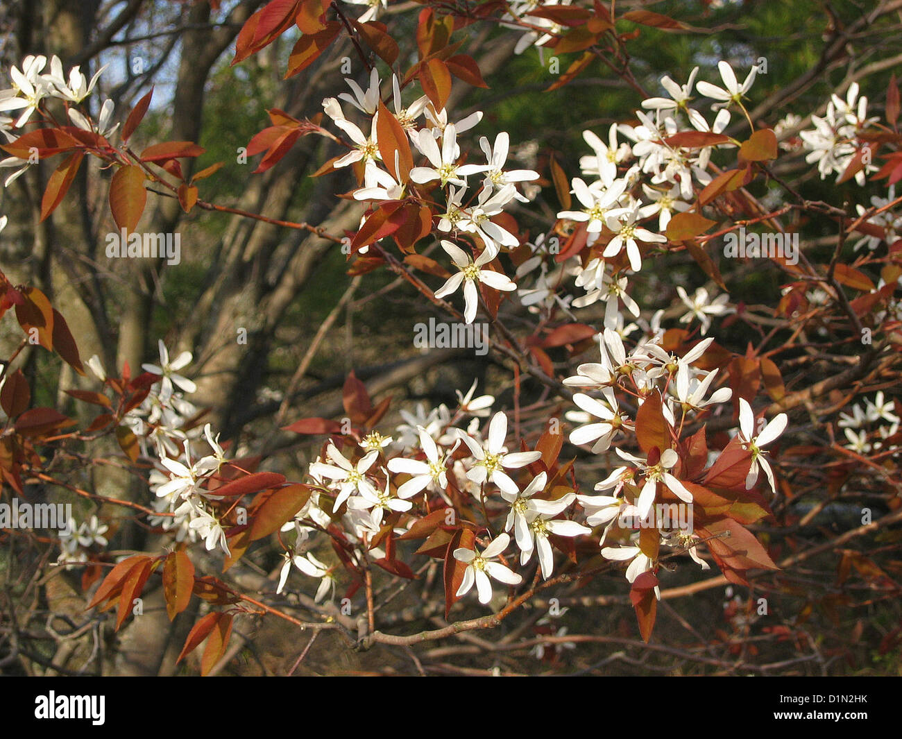Acadia National Park  Spring - Flowering Trees Stock Photo