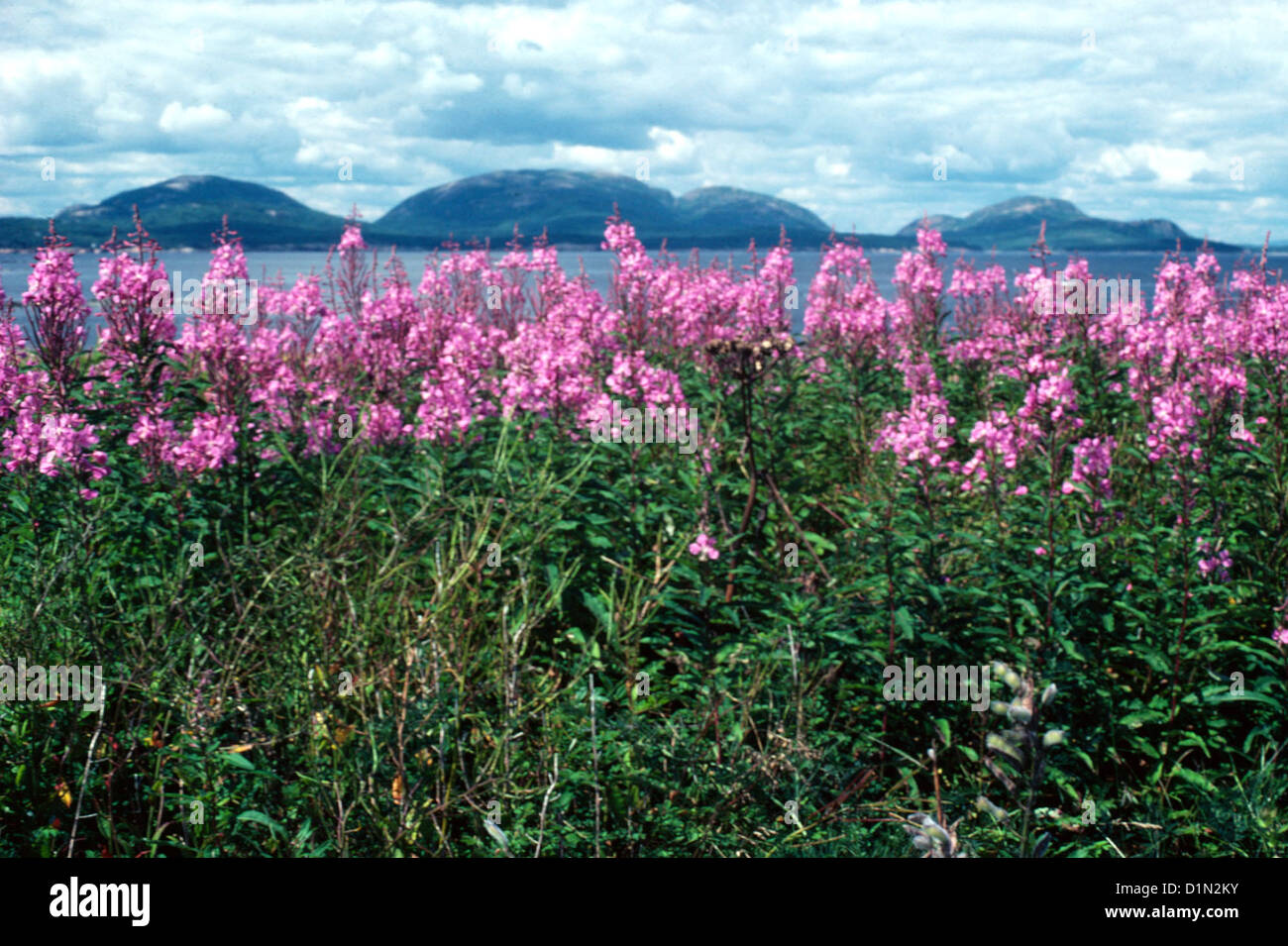 Acadia National Park Baker Island Stock Photo Alamy